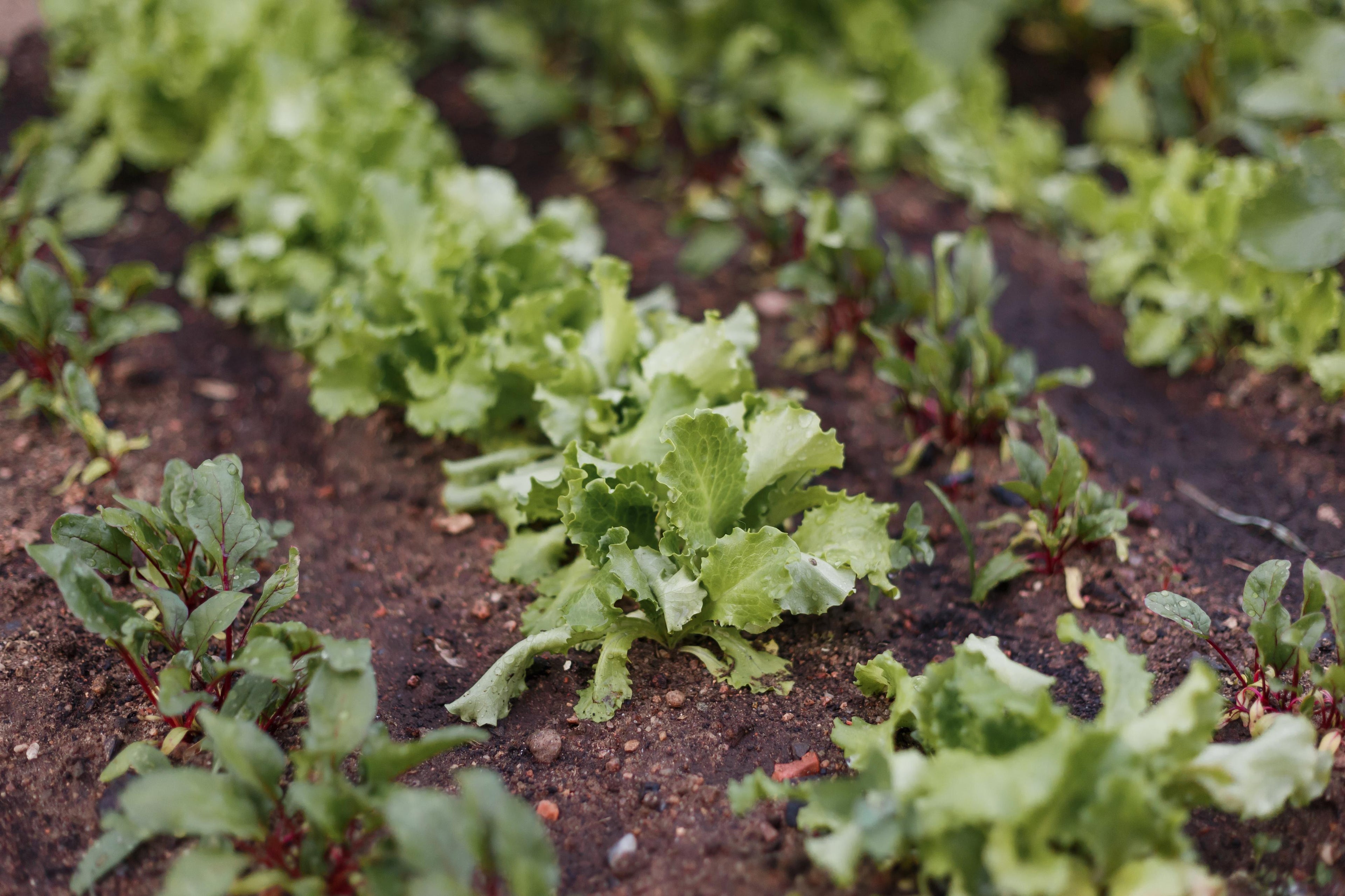 Why You Should Grow Your Own Produce
