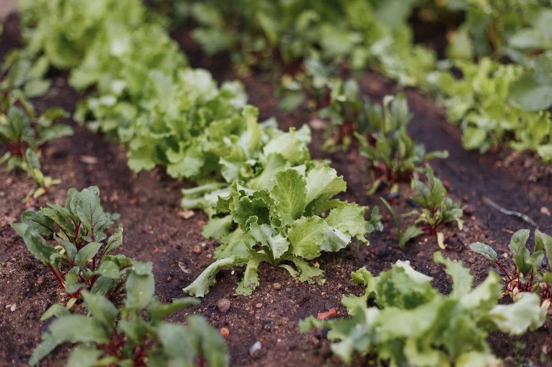 Why You Should Grow Your Own Produce