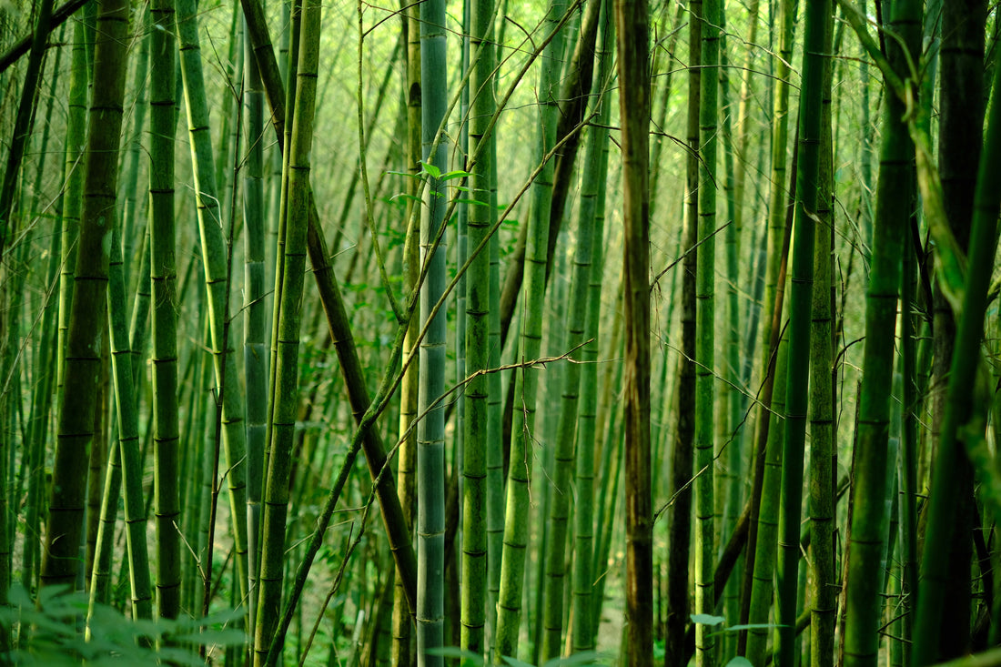 Traditional Toilet Paper vs. 100% Bamboo: What Most People Don’t Know (But Should)